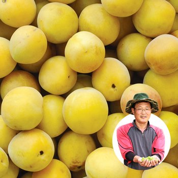 [6월22일부터순차출고][맑은물농원] 하동 황매실 왕왕특 10kg