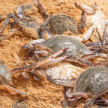 [트레이더스][무료배송]서해 가을 활꽃게(암수혼합) 톱밥 3kg(11-13미)(대중)