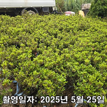 착한가격 나무생각 / 영산홍(석암) / 40cm / 5주