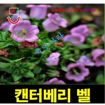 (씨앗나라) 바람의 종 캄파눌라 켄터베리 벨  핑크로즈 씨앗 15립