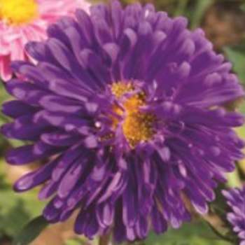 종자 과꽃 야생 야생화 씨앗판매 꽃씨앗 10000립 꽃씨 씨앗 정원꾸미기 야생화씨 당국화 종묘사