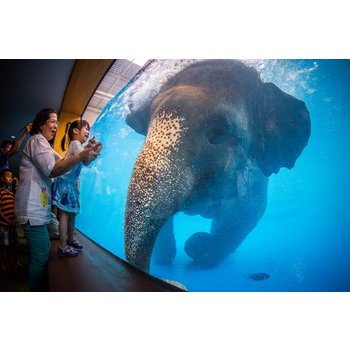 방콕&파타야5일[우리 아이 겨울방학대비] 부산출발 카오키여우동물원 소아마사지1시간 코끼리트래킹