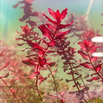 [U] 시그니처 마크란도라 스몰리프 4뿌리 중경 후경수초