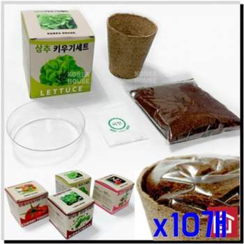 상추 재배 미니 채소 키우기 쌈채소 모종 도시 텃밭 양식