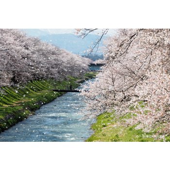 [스마트초이스/벚꽃특집]나고야/도야마/이누야마 4일 벚꽃 특집 1일 1벚꽃 흩날리는 벚꽃 힐링 이누야마성 시라카와고