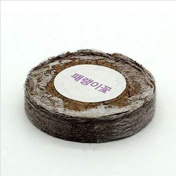 키우기 패랭이 꽃 씨앗 펠릿 패랭이 꽃 모종 화분 식물