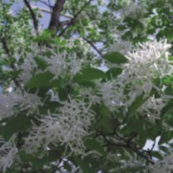 이팝나무씨앗 목재료 재료 이팝나무종자 이팝씨앗 목재이팝씨 원예작물 정원꾸미기 낙엽활엽고목