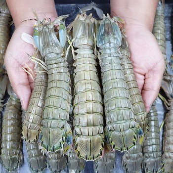 서천어부의 자연산 갯가재 1kg