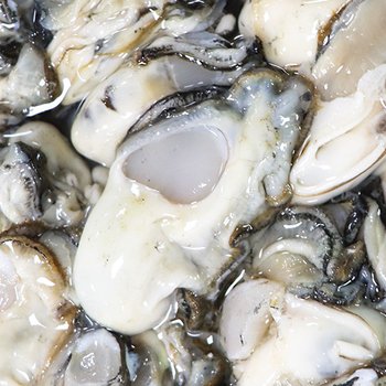 [통영수산물시장] 당일조업 통영 <b>생굴</b> <b>1kg</b> 손질굴 <b>생굴</b>