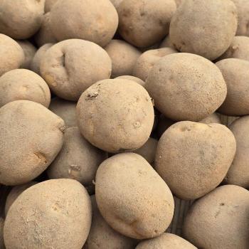 산지직송 강원도 햇감자 10kg(대) 포슬포슬 고소한 국내산 감자 (S33133799)