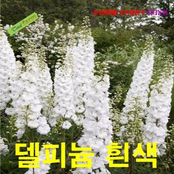 씨앗 팝플라워 큰키 델피늄-화이트(Galahad) 10립