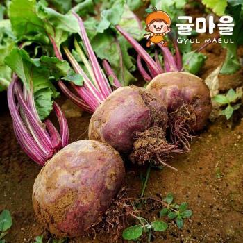 귤마을 제주직송 레드비트 10kg 혼합과 (S50787577)