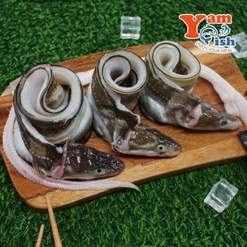 통영 자연산 바다장어 1kg 2-3미 손질후 750g 붕장어 아나고 (머리뼈 유)