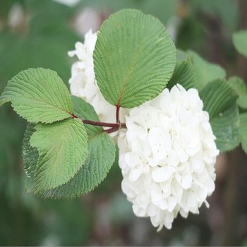 착한가격 나무생각 / 설구화 / 삽목2년 / 1등묘