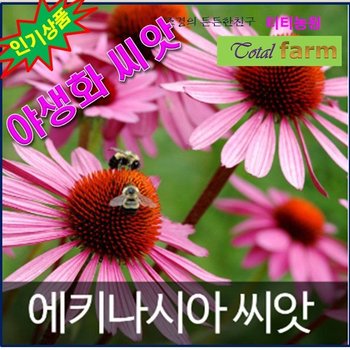 GR1/야생화/에키네시아씨앗   100알
