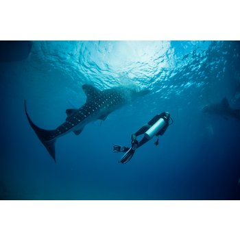 세부 5일 차박상품 샹그릴라 리조트 디럭스룸 2박 오슬롭 고래상어 체험다이빙 수밀론 호핑투어 전신마사지 2시간 특식 3회 SM몰