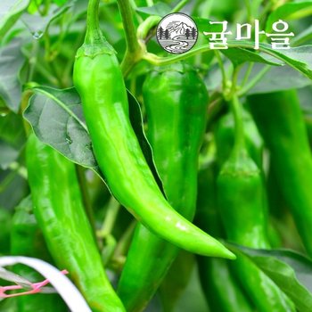 귤마을 국내산 아삭이 고추 10kg내외