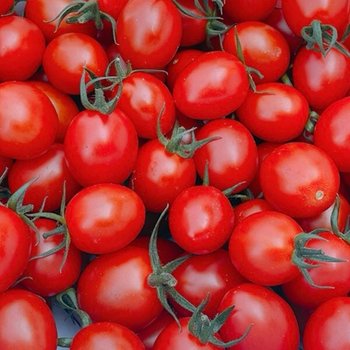 GP2512 대추방울토마토 750g 1팩