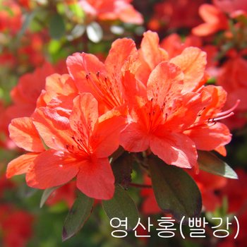 [나무인] 철쭉(영산홍) 개화주 10개