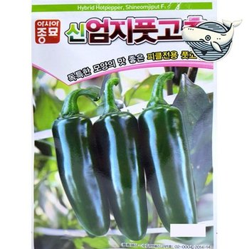 강렬한 맛 엄지고추 종자 신선한 향미 피클용 고추씨앗 고추 씨앗 종묘