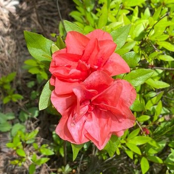 착한가격 나무생각 / 영산홍(보단) 겹철쭉 / 40cm(전후) / 개화주
