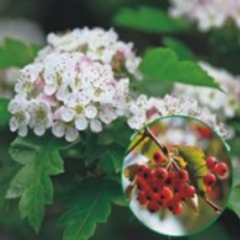 산사나무 소교목 나무 종자 품종 씨 씨앗 200립 종자판매 쌍떡잎식물 장미과 재래종자 낙엽활엽