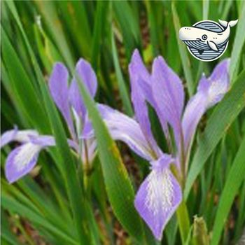 다양한 야생화 씨앗 컴프리 타래붓꽃 종자 타래붓꽃씨 정원꾸미기 야생화씨 야생화씨앗 붓꽃