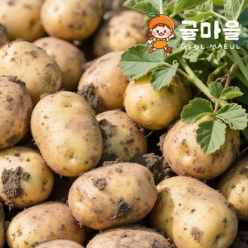 G귤마을 제주직송 포슬포슬 감자 10kg 대