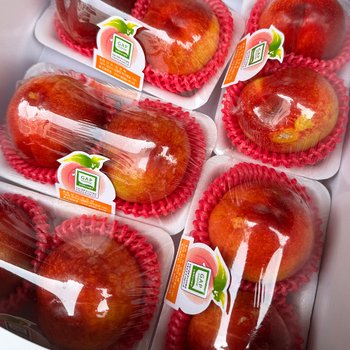 하우스 천도 복숭아 신비 신선복숭아 500g 내외