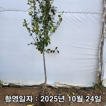 착한가격 나무생각 / 모과나무 / 대실모과 / 3년생 / 결실주