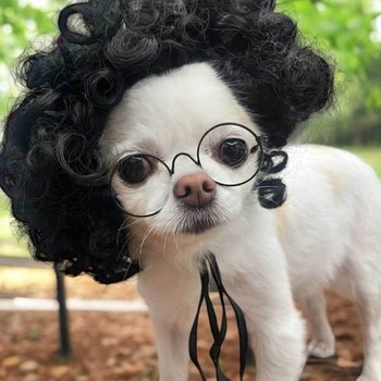 애견마이콜가발 고양이가발 강아지사진소품 고양이모자