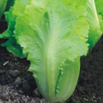 상추씨앗 아삭이상추 채소씨앗 아삭이상추종자 2000립야채씨앗