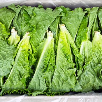 국내산 쫑상추 상추순 연한상추 쫑청상추 100g