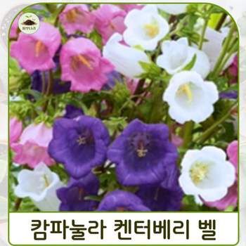 (씨앗나라) 바람의 종 캄파눌라 켄터베리 벨 혼합 씨앗 15립
