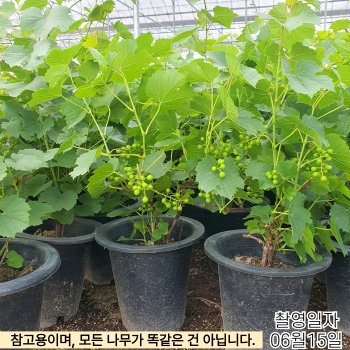 개량왕머루 묘목 7치 화분 결실주