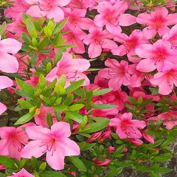 [마켓우드] 서감철쭉(왜철쭉) 5주 키40센티 (석암) (10421202)