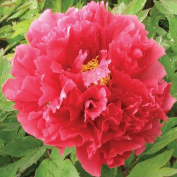 [새싹에서 나무까지] 개량 꽃목단 3지 (화왕) 구근 뿌리 목단묘목