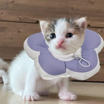 꽃피는 강아지 고양이 쿠션 넥카라 퍼플 S 깔대기 (50646949)