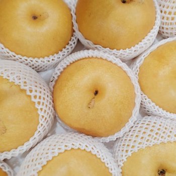 황금열매 가정용 업소용 흠집배 5kg 중과 (8-9과)