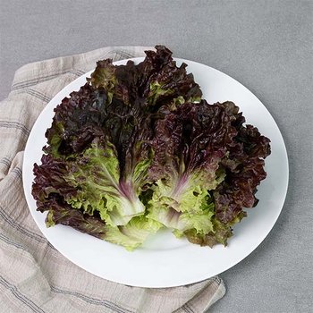 GAP인증 농협선별 적상추 500g