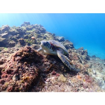 [신상품] 대만/가오슝/소류구/타이난 4일 힐링다이브 바다거북 스노클링 로맨틱선셋 2025하나투어여행공모전작품 ATP3506074CC2FB