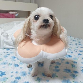 꽃피는 강아지 고양이 쿠션 넥카라 로 핑크 깔대기 (53248331)