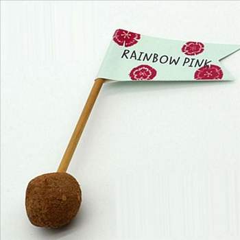 사계절 패랭이 꽃 씨앗 베란다 씨드볼 키우기 다년생 텃밭 세트