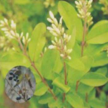 쥐똥나무종자 울타리용나무 조경씨앗 쥐똥나무울타리용 종자판매 쥐똥나무씨 재래종자 회목