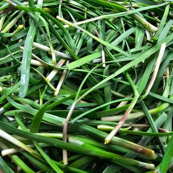 제철 노지 햇 초벌부추 정구지 1kg