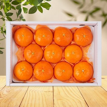 [SSG상품권증정이벤트][순차/지정일출고][맛딜] 제주 레드향 선물세트 4.5kg (19-25과)