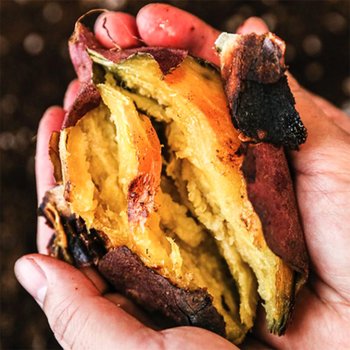 25년 김민상님의 고창 황토밭 햇 꿀고구마 베니하루카 한입 5kg