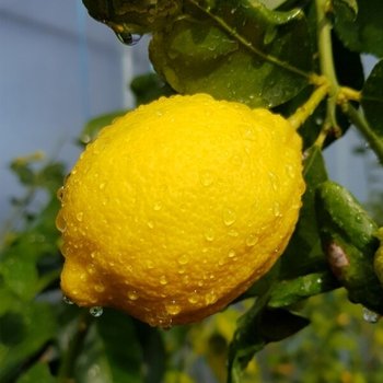 제주직송 GAP인증 레몬 5kg 36-48과