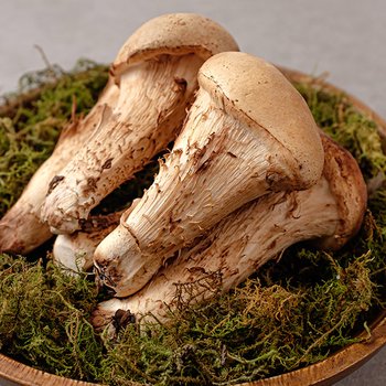 [SSG상품권증정이벤트][1/26(월)순차출고][현무암버섯] 철원 참송이 버섯 1kg 선물용