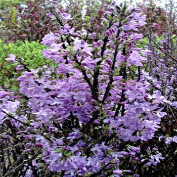 착한가격 나무생각 / 팥꽃나무 / 1m(전후) / 개화주